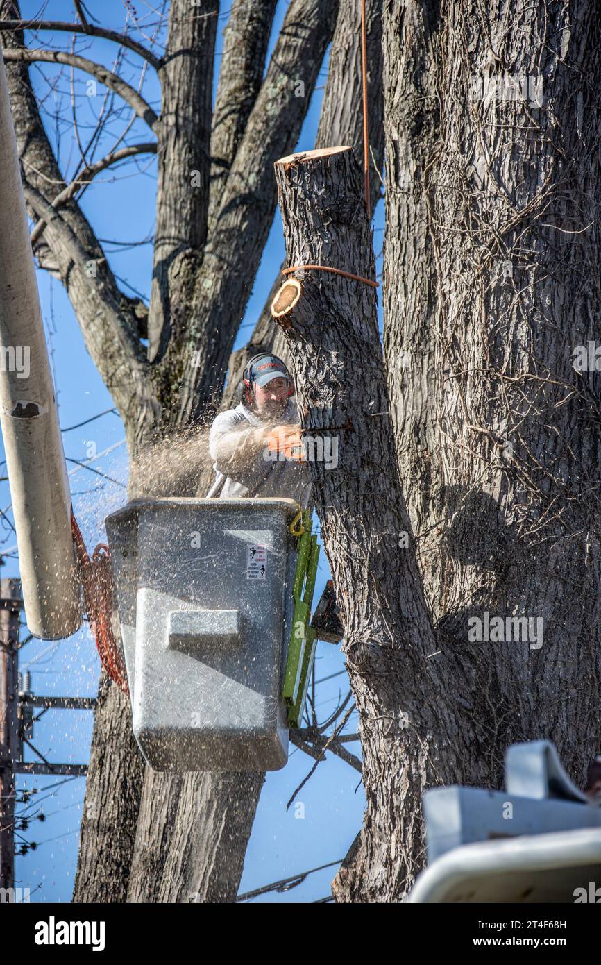 Rimozione di alberi nella contea di Greene, Maple, New York, USA Foto Stock