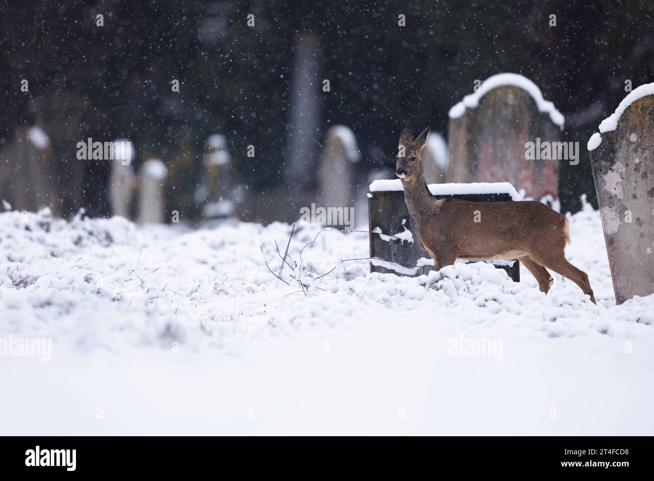 Cervi in caduta di neve nell'ambiente del cimitero Foto Stock