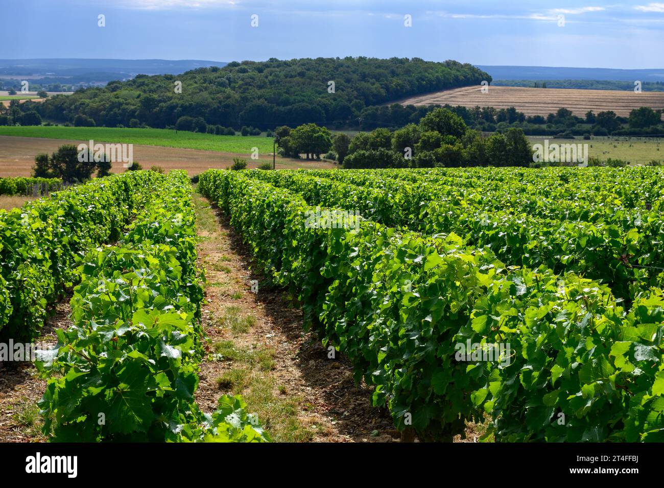 Vigneti di denominazione Pouilly-Fume, vinificazione di vino bianco secco ottenuto da uve sauvignon blanc, coltivate su diversi tipi di terreni, Francia Foto Stock