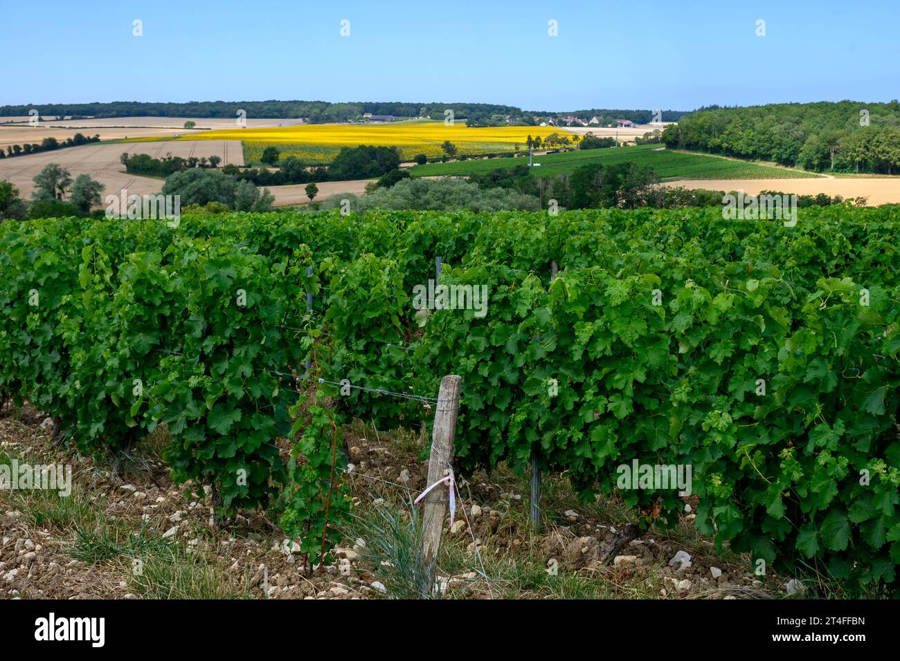 Vigneti di denominazione Pouilly-Fume, vinificazione di vino bianco secco ottenuto da uve sauvignon blanc, coltivate su diversi tipi di terreni, Francia Foto Stock