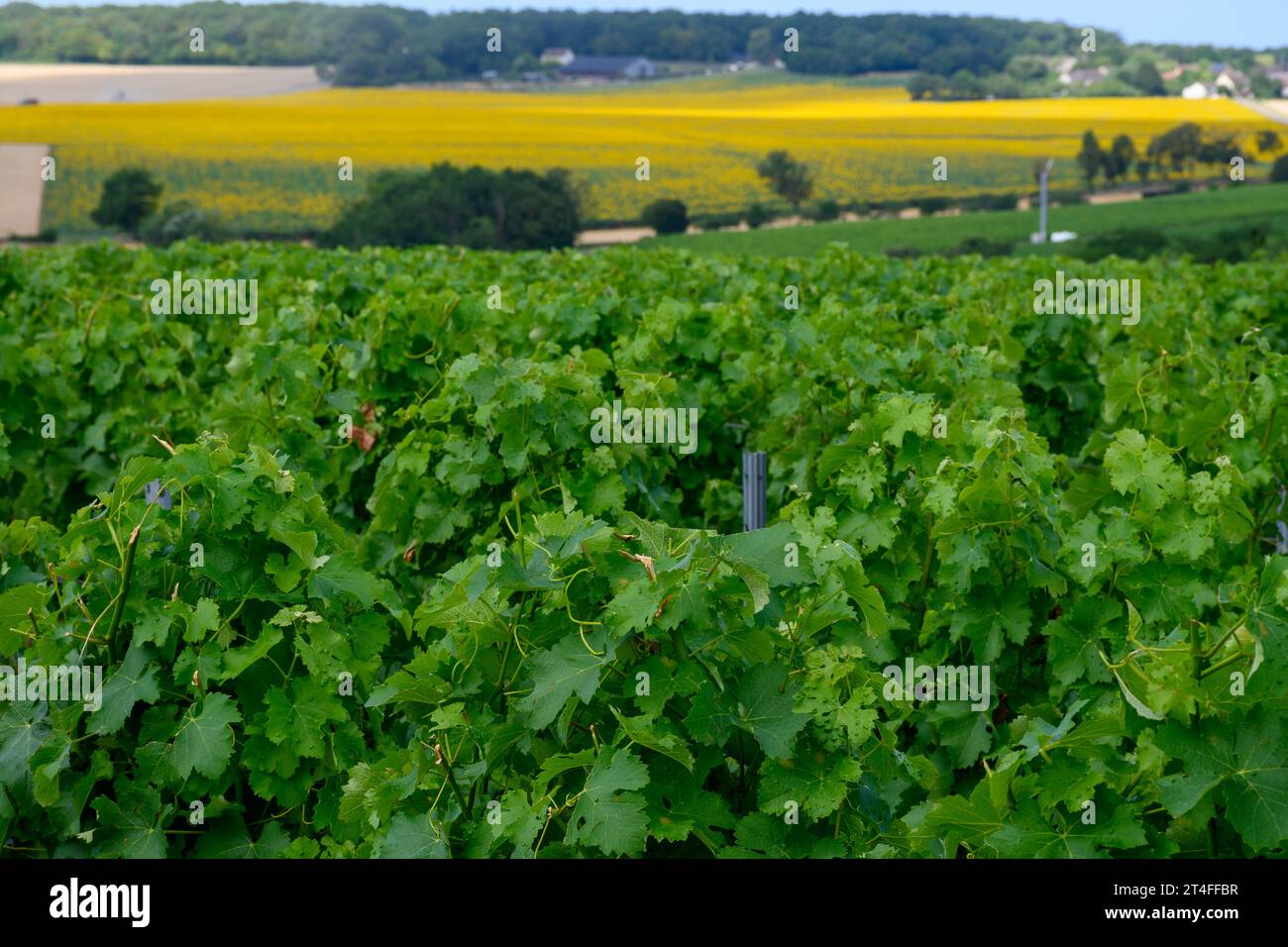 Vigneti di denominazione Pouilly-Fume, vinificazione di vino bianco secco ottenuto da uve sauvignon blanc, coltivate su diversi tipi di terreni, Francia Foto Stock