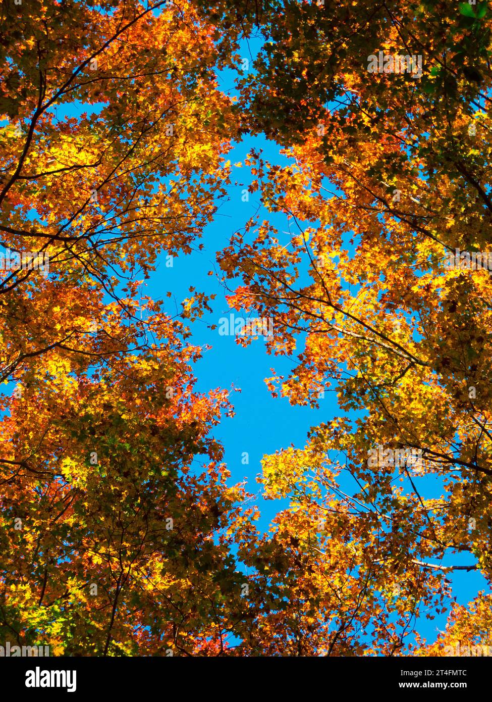 Autunno foglie colorate che guardano verso gli alberi Foto Stock
