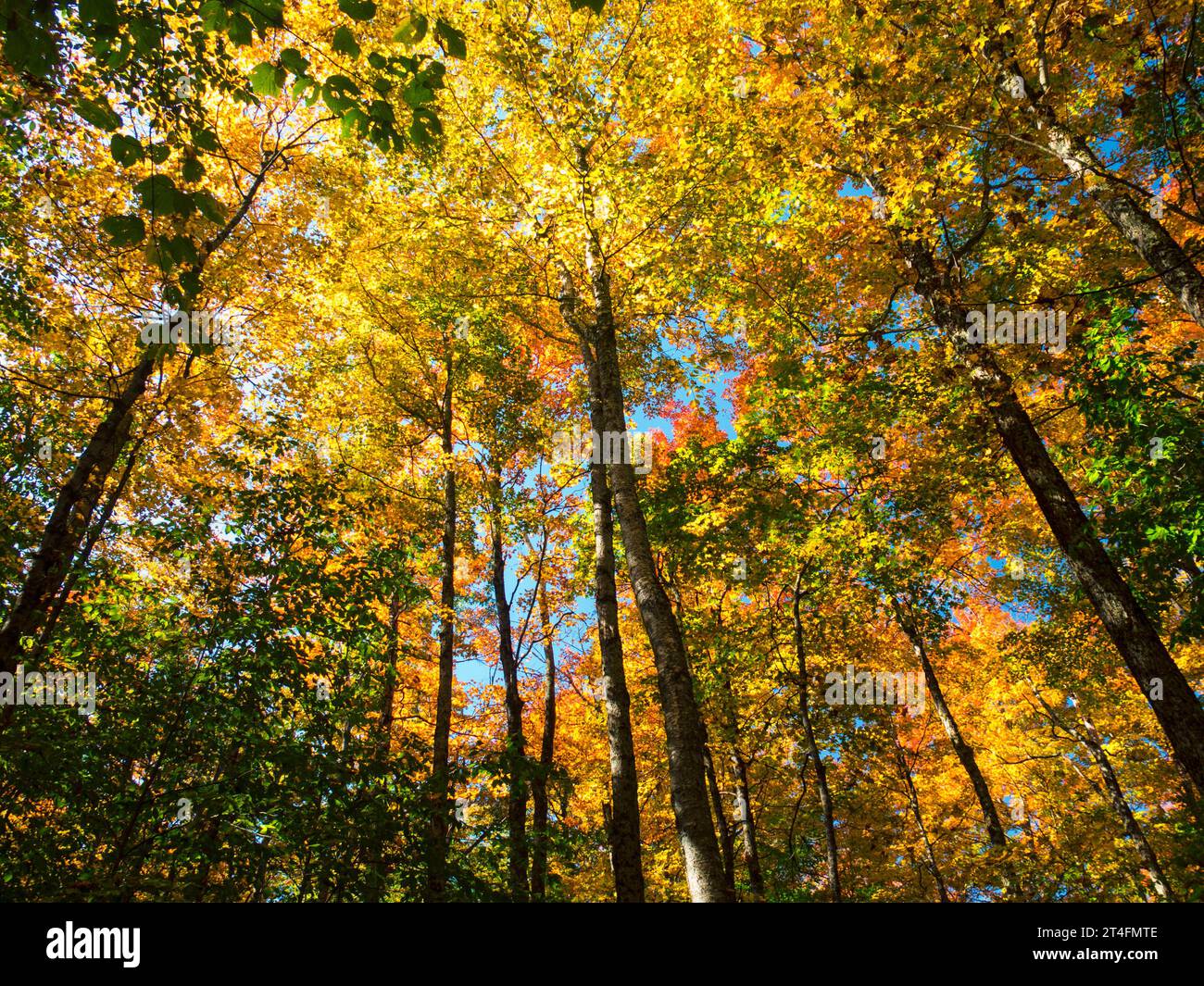 Autunno foglie colorate che guardano verso gli alberi Foto Stock