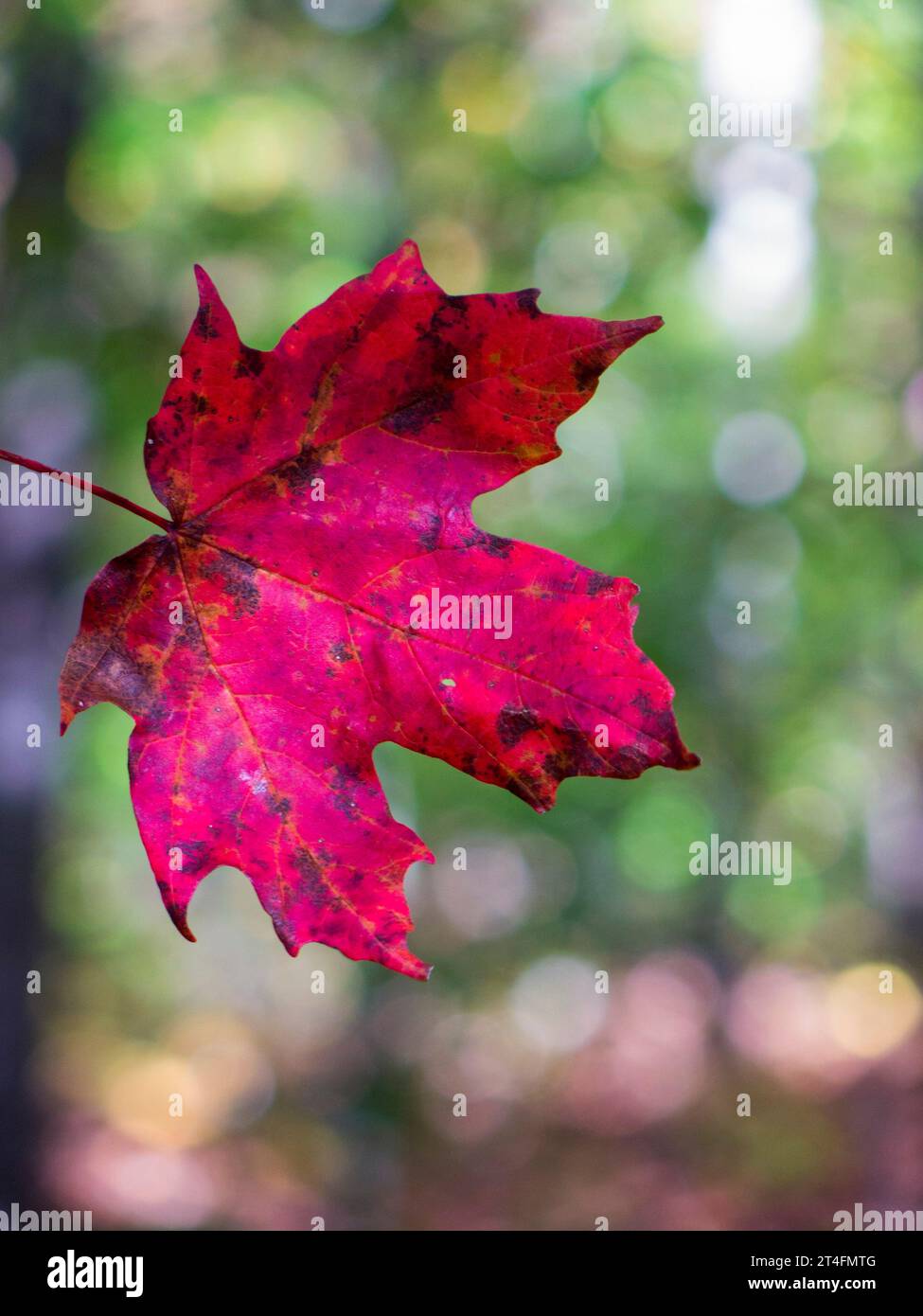 Foglia di acero rosso in autunno Foto Stock