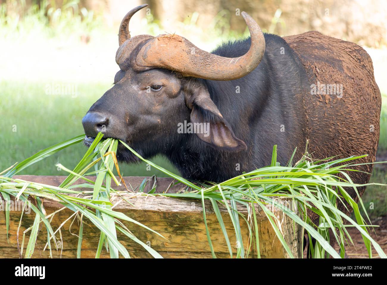 Il bufalo d'acqua sta mangiando erba verde nella fattoria Foto Stock