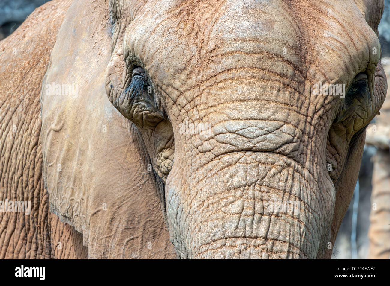 Il volto di un elefante indiano illuminato dal sole Foto Stock