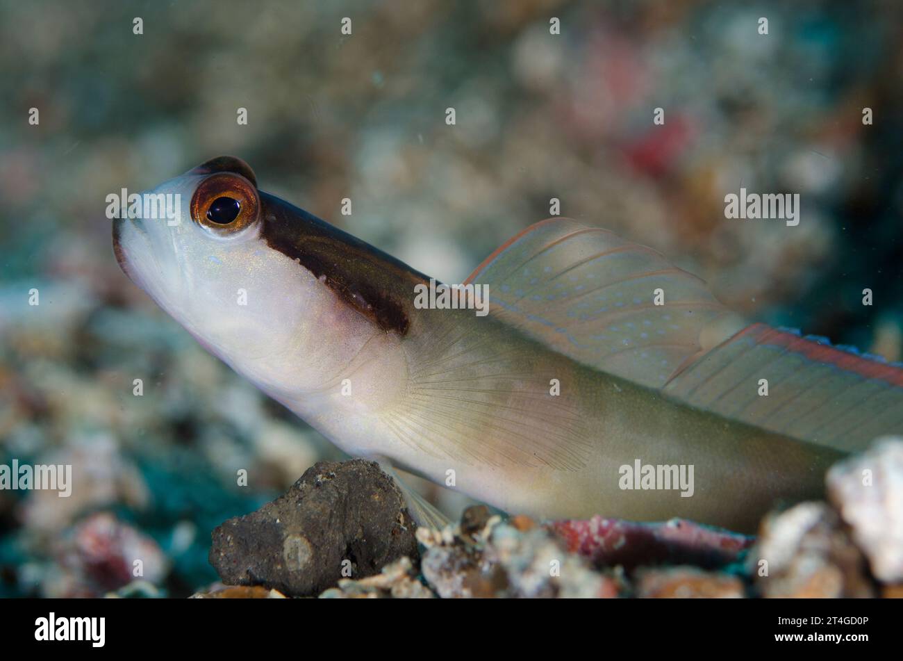 Shrimpgoby mascherato, Amblyeleotris gymnocephala, sito di immersione Pantai Parigi, stretto di Lembeh, Sulawesi, Indonesia Foto Stock