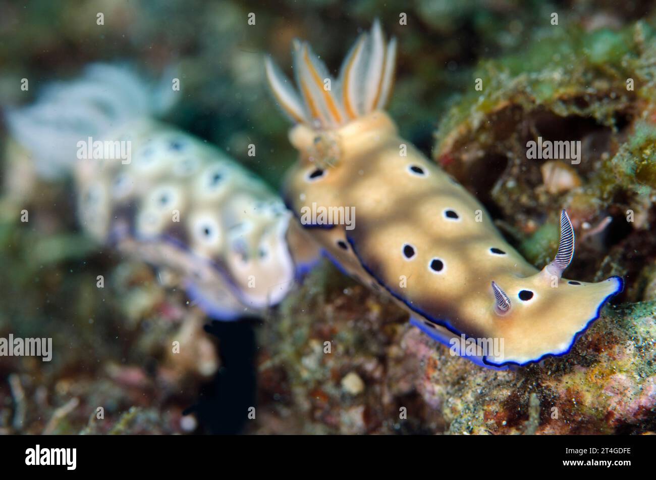 Coppia di Nudibranchi di Tryon, Hypselodoris tryoni, sito di immersione di Aer Perang, stretto di Lembeh, Sulawesi, Indonesia Foto Stock