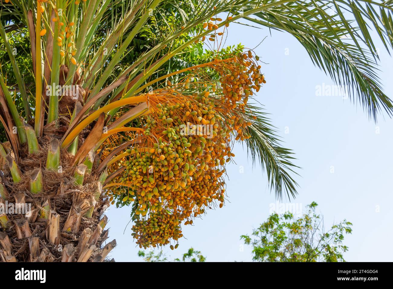 Frutti di palma da dattero maturi in un paese caldo Foto Stock