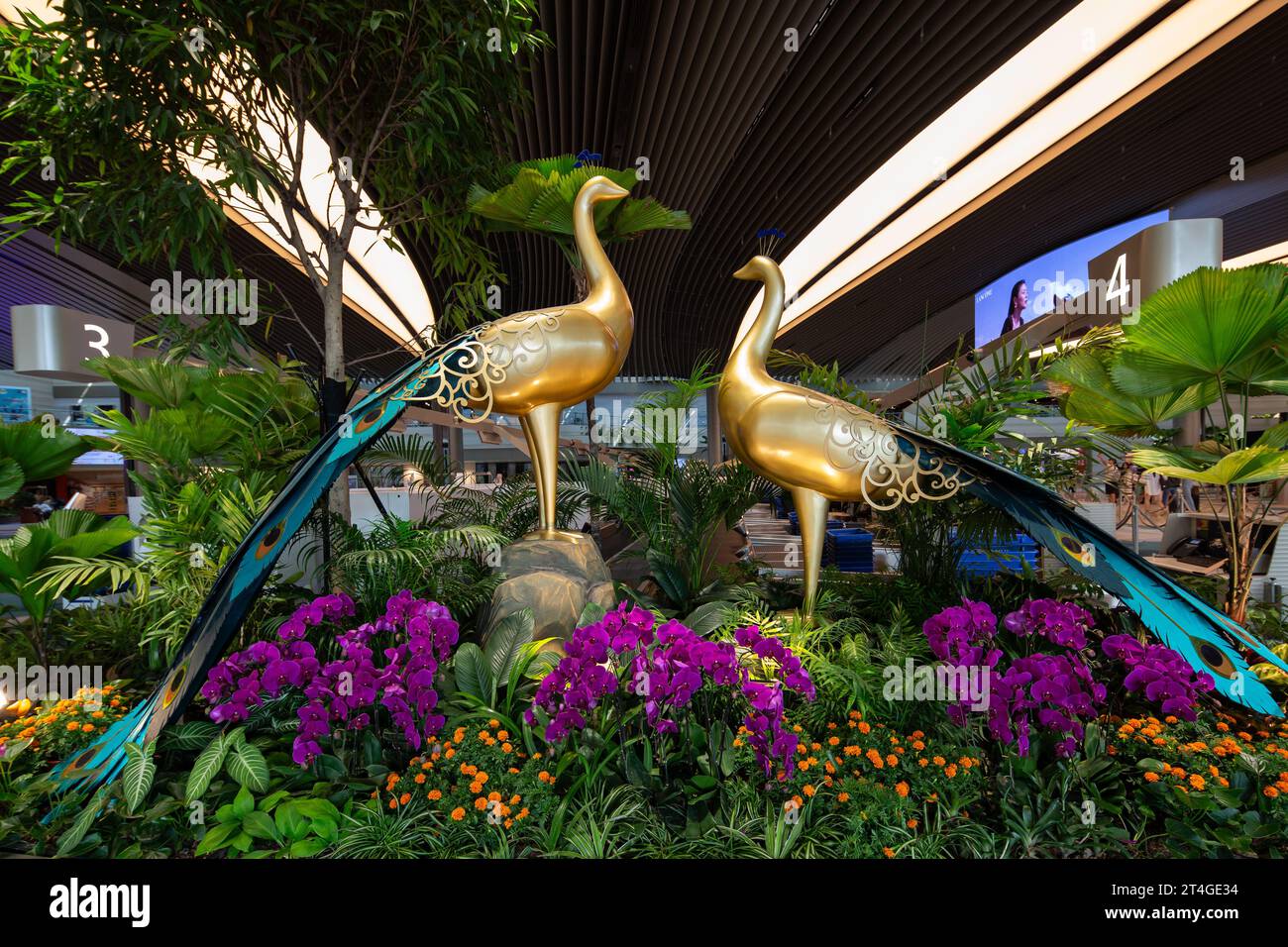 Pavoni esposti con orchidee e altre piante verdi, il pavone è un simbolo di bellezza, divinità e prosperità nella cultura indù. Singapore. Foto Stock