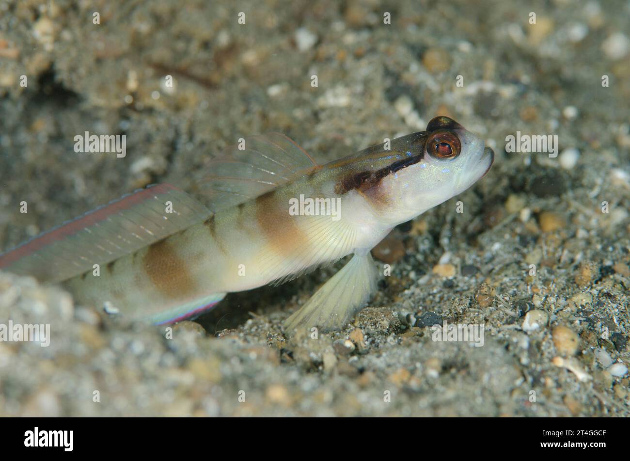 Shrimpgoby mascherato, Amblyeleotris gymnocephala, all'ingresso del buco, sito di immersione di Serena Besar, stretto di Lembeh, Sulawesi, Indonesia Foto Stock