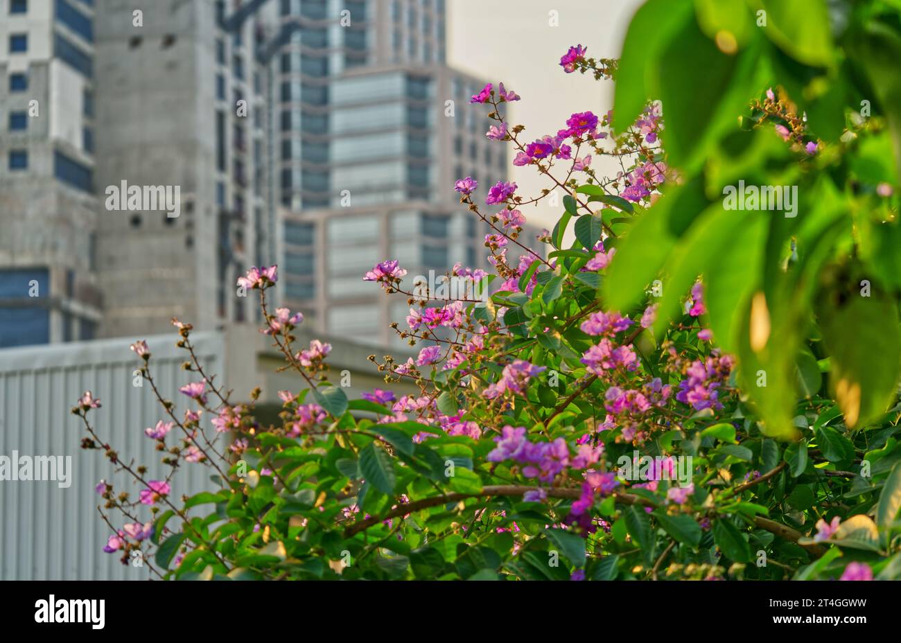 Parte di un grande albero con piccoli fiori sullo sfondo di un edificio di sviluppo in città, luce naturale del mattino, concetto di edificio aziendale. Foto Stock