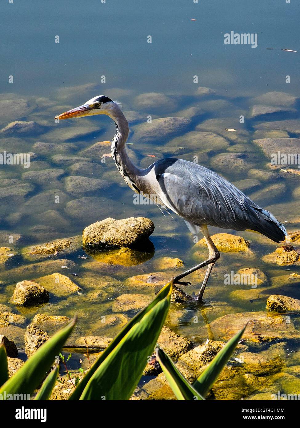 Un airone grigio arroccato su un affioramento roccioso vicino a un corpo d'acqua. Foto Stock