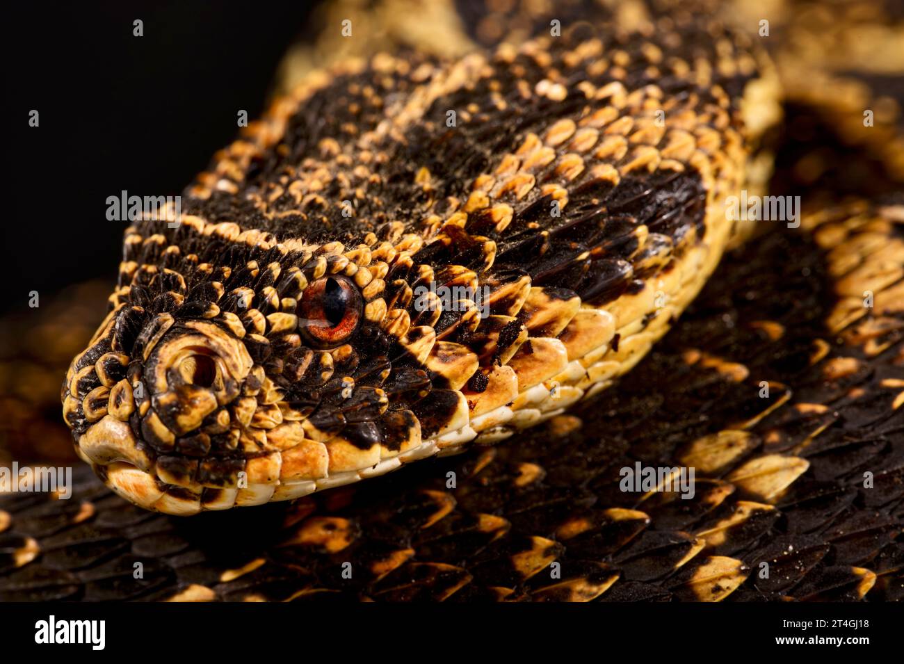 Puff sommatore (Bitis arietans) Foto Stock