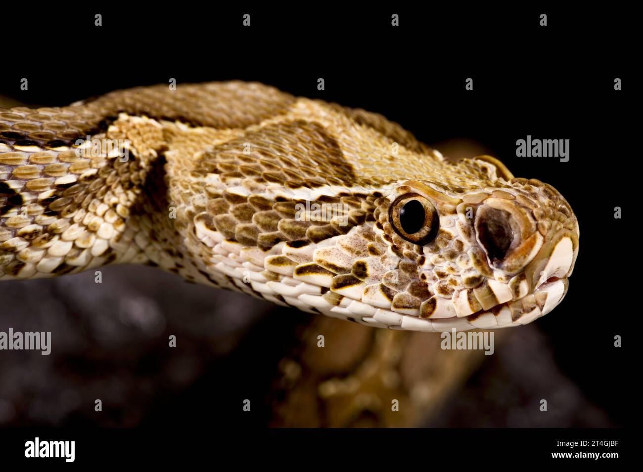 Vipera di Russel (Daboia russelii) Foto Stock