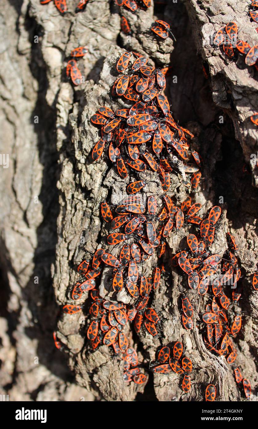 Un enorme gruppo di insetti Firebug si crogiolano al sole su Una foto dettagliata di un albero Foto Stock