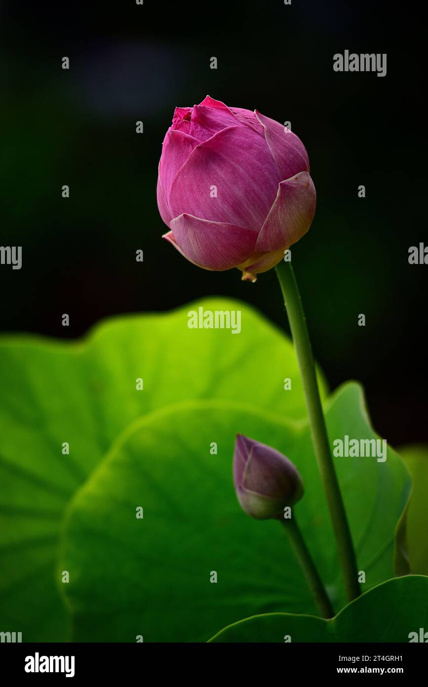 Splendido fiore di loto rosa nello stagno naturale. fiore di loto rosa puro. Nelumbo, nucifera, Laxmi lotus sacro. Foto Stock