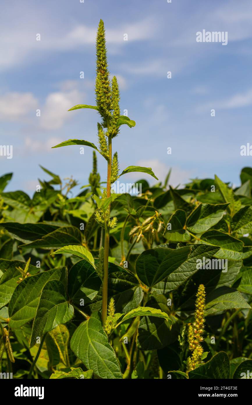 Amaranto verde Amaranthus hybridus in fiore. Pianta della famiglia delle Amaranthaceae che cresce come erba invasiva. Foto Stock