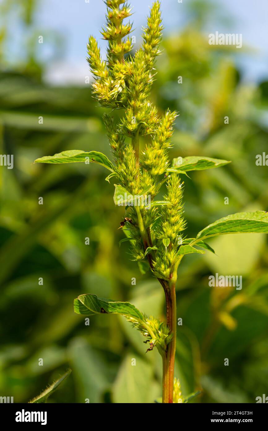 Amaranto verde Amaranthus hybridus in fiore. Pianta della famiglia delle Amaranthaceae che cresce come erba invasiva. Foto Stock