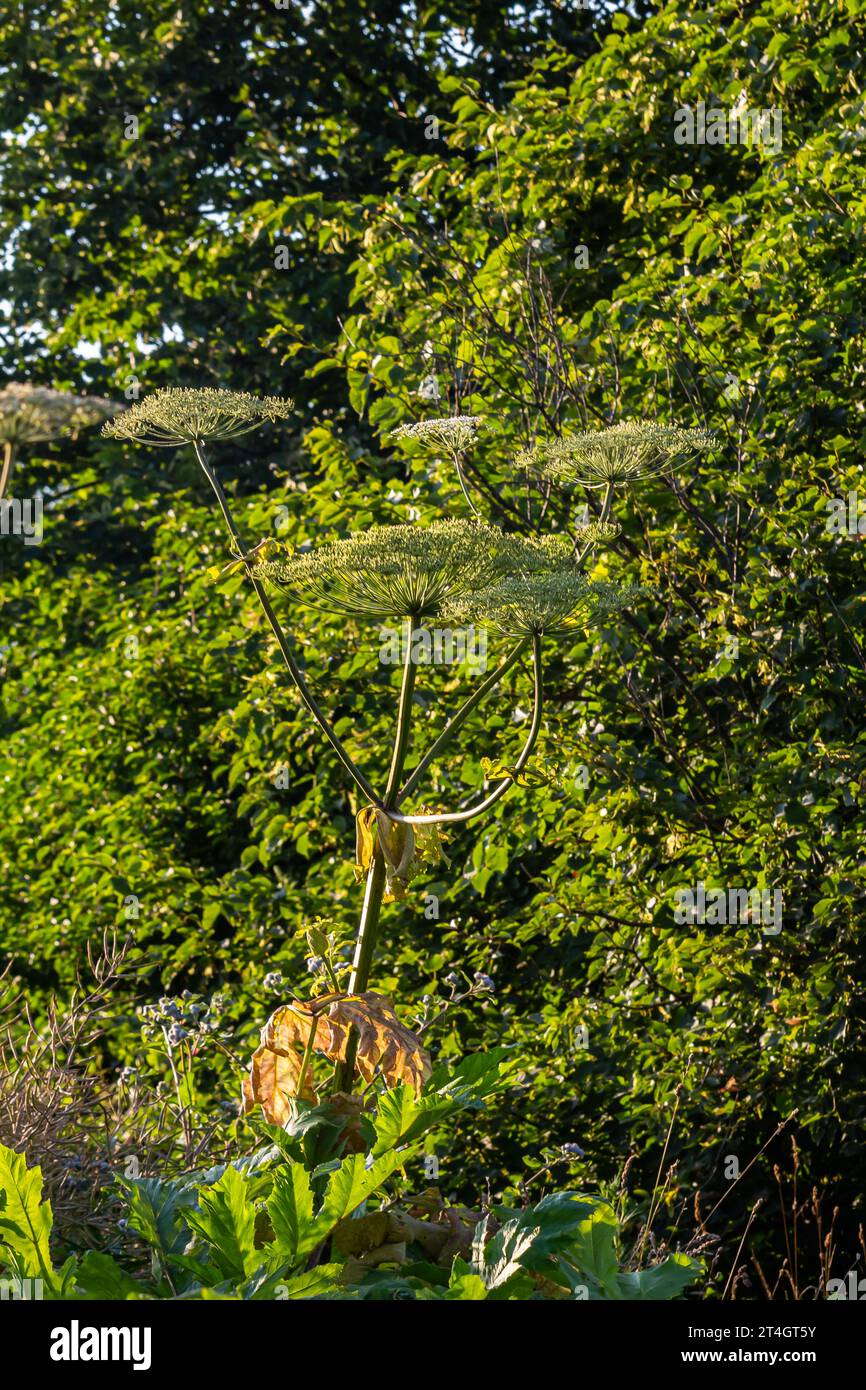 Heracleum sosnovskyi grande pianta di veleno fioritura. Pianta medicinale Hogweed comune Heracleum spondilio. Foto Stock