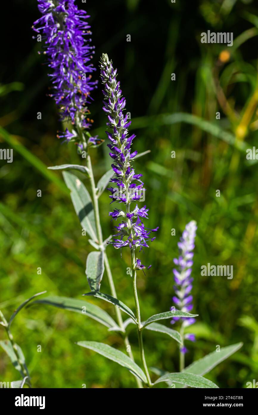 Punte fiorite di Veronica Spicata Ulster Nano fiore Blu. Foto Stock