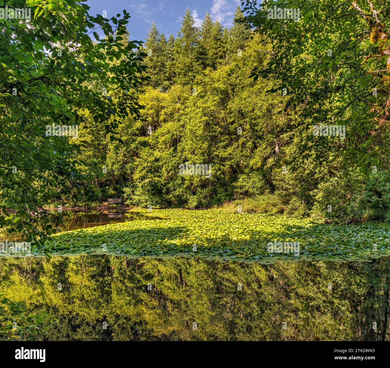 Foresta mista, gigli d'acqua presso Hebo Lake Campground, mattina presto, Siuslaw National Forest, Oregon Coast Range, Oregon, USA Foto Stock