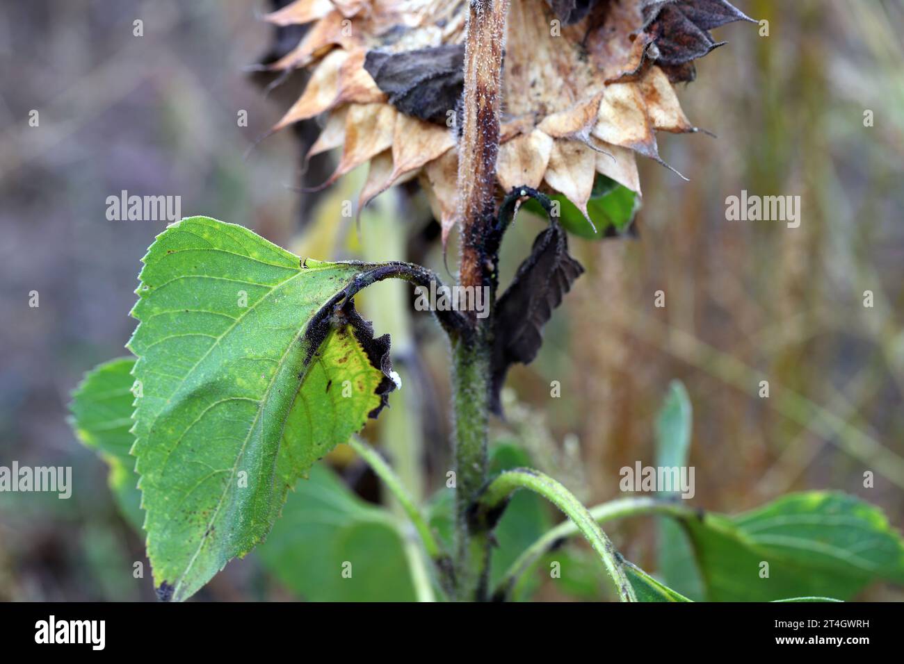 Pianta di girasole infettata da batteri patogeni - marciume batterico del gambo Pectobacterium carotovorum, subsp. Carotovorum e P. atrosepticum. Foto Stock