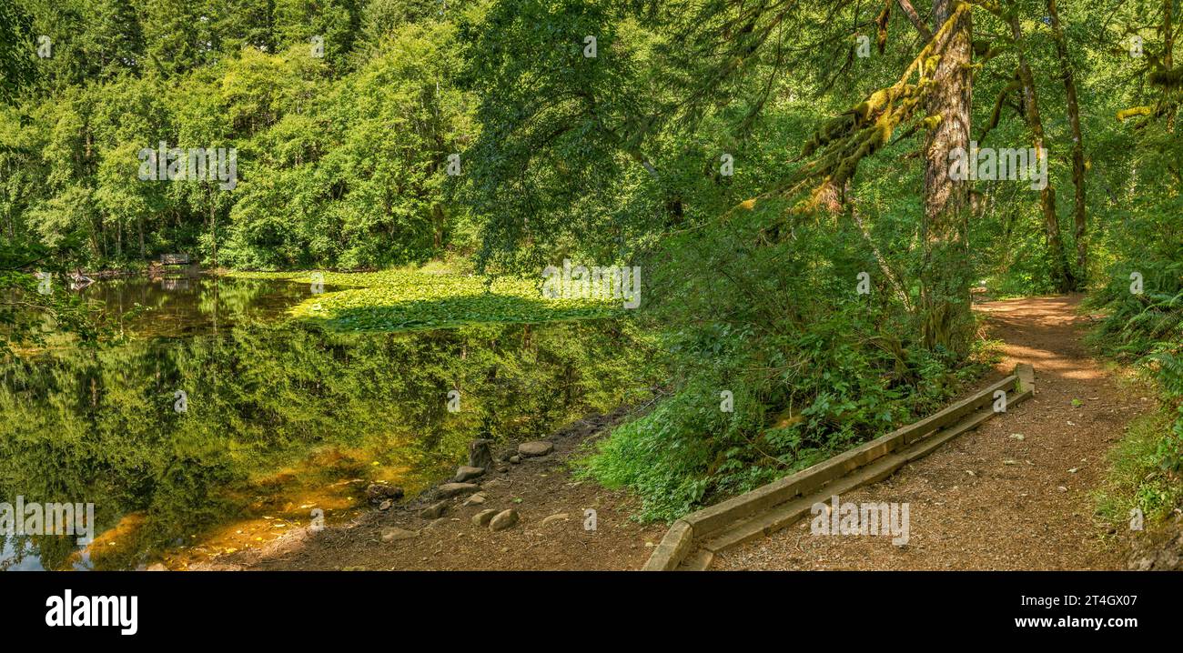 Sentiero escursionistico intorno al lago Hebo, alla foresta nazionale di Siuslaw, alla Oregon Coast Range, Oregon, Stati Uniti Foto Stock