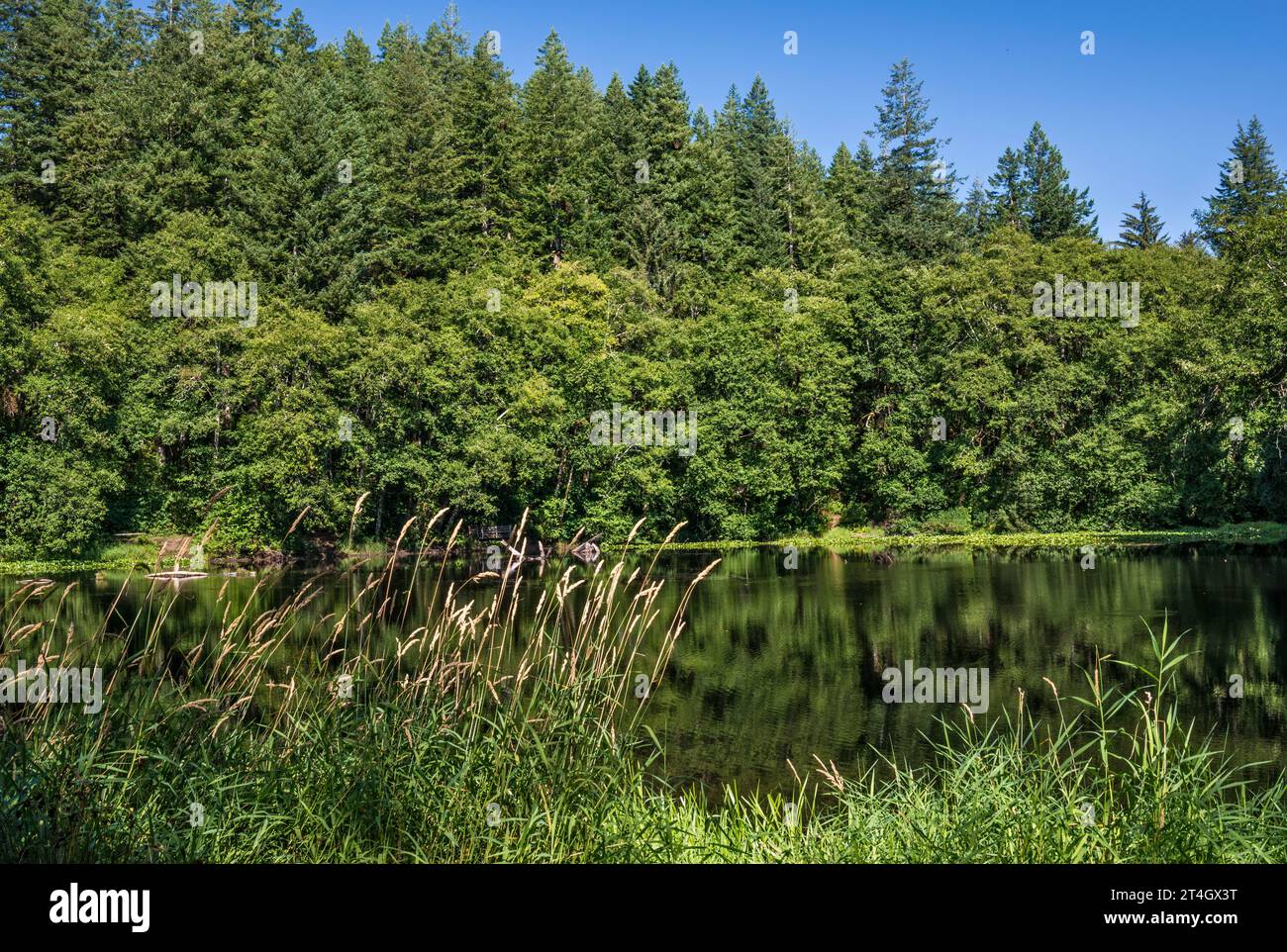 Foresta mista a Hebo Lake, Siuslaw National Forest, Oregon Coast Range, Oregon, USA Foto Stock