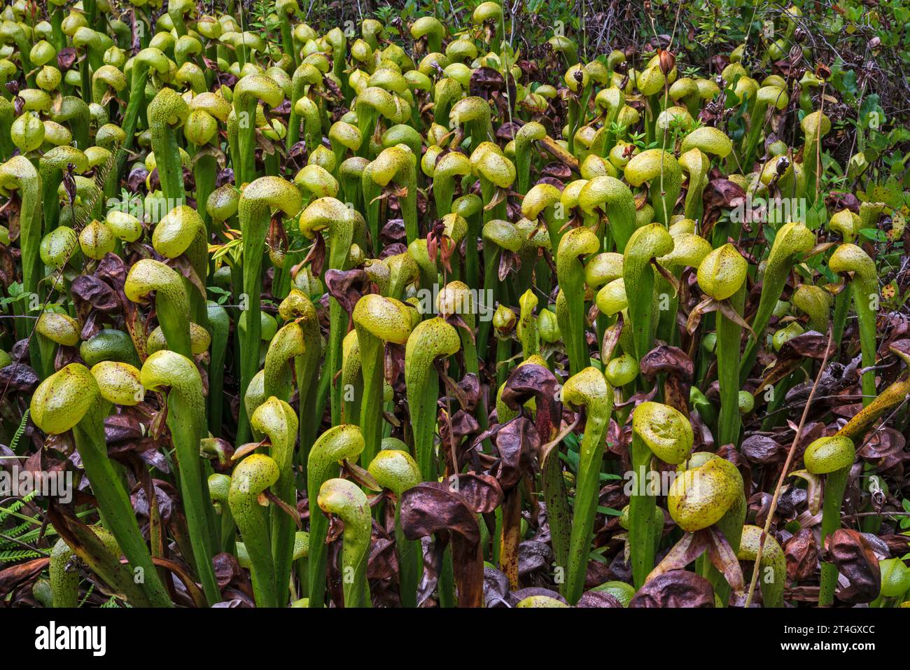 Cobra Lilies, Darlingtonia californica, pianta carnivora, presso Darlingtonia State Natural Site, vicino Florence, Oregon, USA Foto Stock
