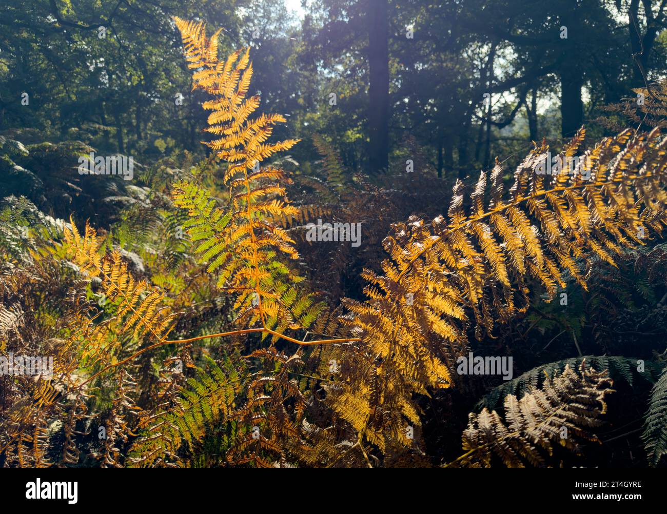 Il sole autunnale illumina una colorata scena boschiva mentre gli alberi e il bracken assumono le loro sfumature dorate, Warwickshire, Inghilterra. Foto Stock