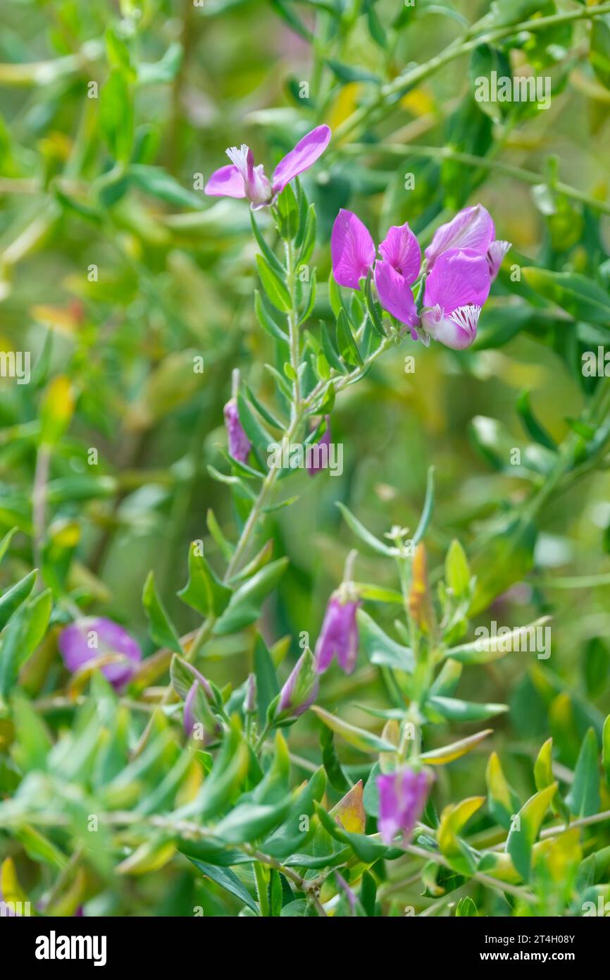 Polygala myrtifolia Grandiflora, dolce arbusto di piselli, verde scuro, foglie di ovate, fiori simili a piselli alati viola Foto Stock