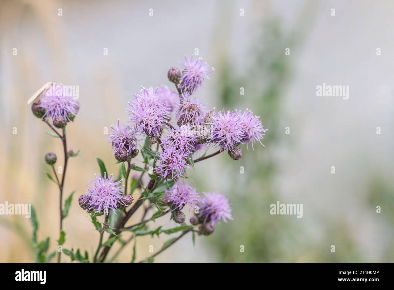 Fisto strisciante in fiore (Cirsium arvense). Copia spazio. Foto Stock
