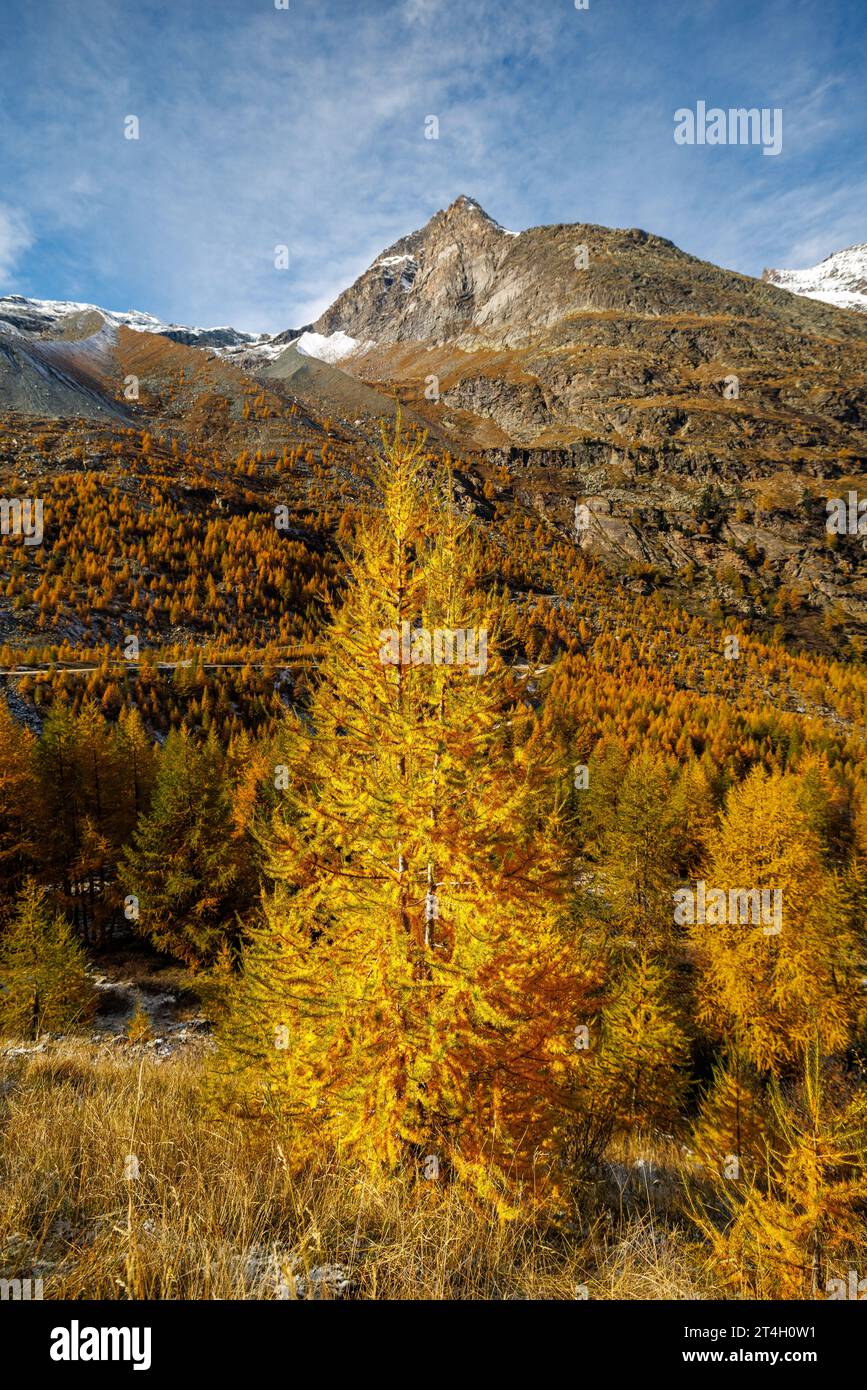 Larice europeo di colore giallo (Larix decidua) in autunno a SaaS Almagell, Vallese Foto Stock