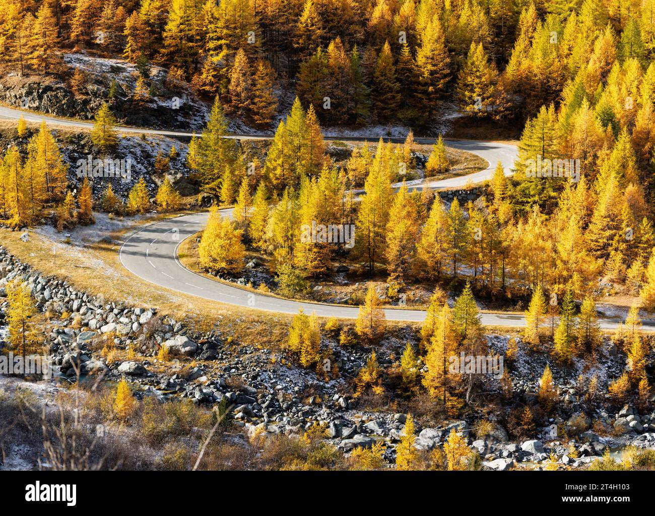 Curva S attraverso larici europei (Larix decidua) in autunno nel Vallese Foto Stock