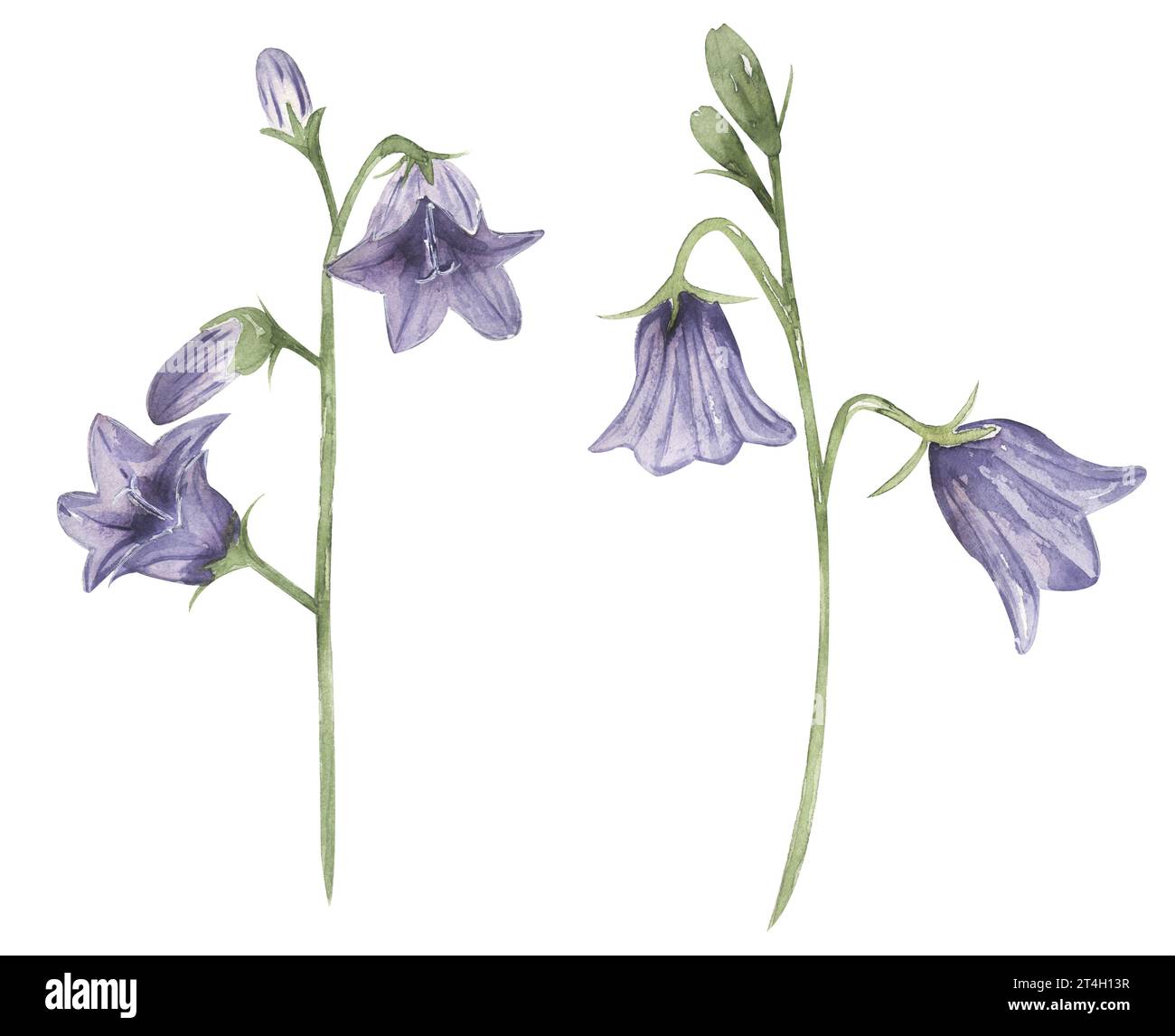 Acquerello harebell fiore clip art, insieme di illustrazione di fiori selvatici, harebell prato clipart floreale, fiore medico Foto Stock