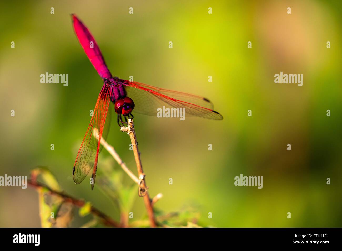 Una Red Dragonfly dal Vietnam Foto Stock