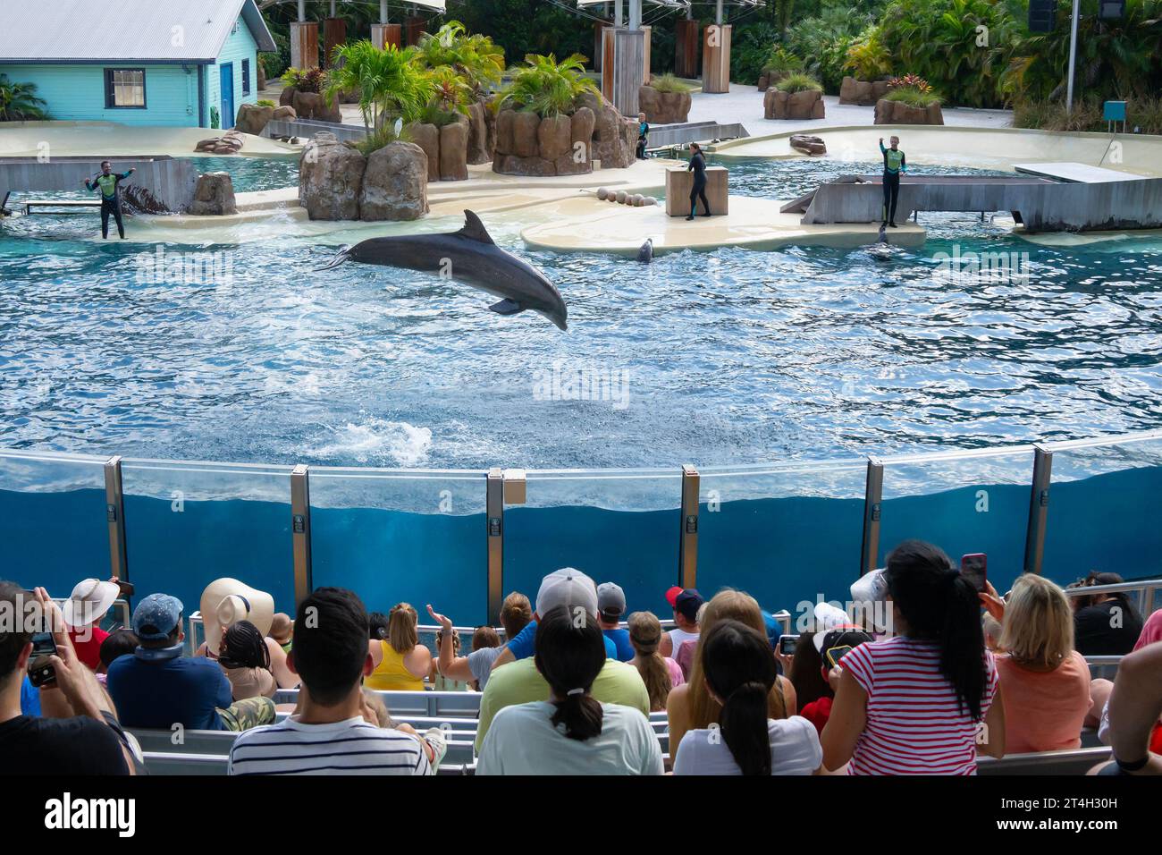Orlando, Stati Uniti - 4 agosto 2023: Una folla di persone che guarda un delfino che salta fuori dall'acqua in uno spettacolo al Seaworld. Foto Stock