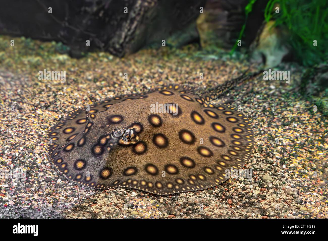 Motoro di Stingray, motoro di Potamotrygon in un acquario sul fondo sabbioso. Il fiume d'acqua dolce ha maculato il pavone grigio scuro che giace nella piscina dell'acquario, da vicino Foto Stock
