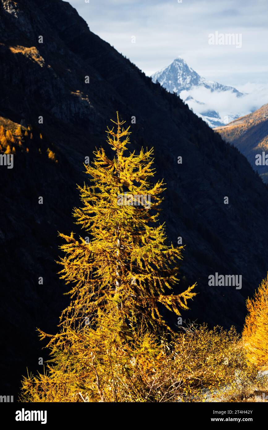 Larici europei di colore giallo (Larix decidua) in autunno con Bietschhorn, Vallese Foto Stock