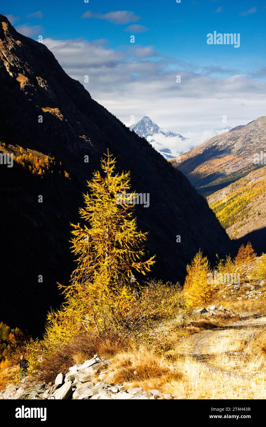 Larici europei di colore giallo (Larix decidua) in autunno con Bietschhorn, Vallese Foto Stock