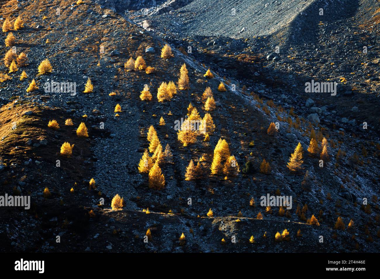 Larice europeo di colore giallo (Larix decidua) in autunno a SaaS Almagell, Vallese Foto Stock