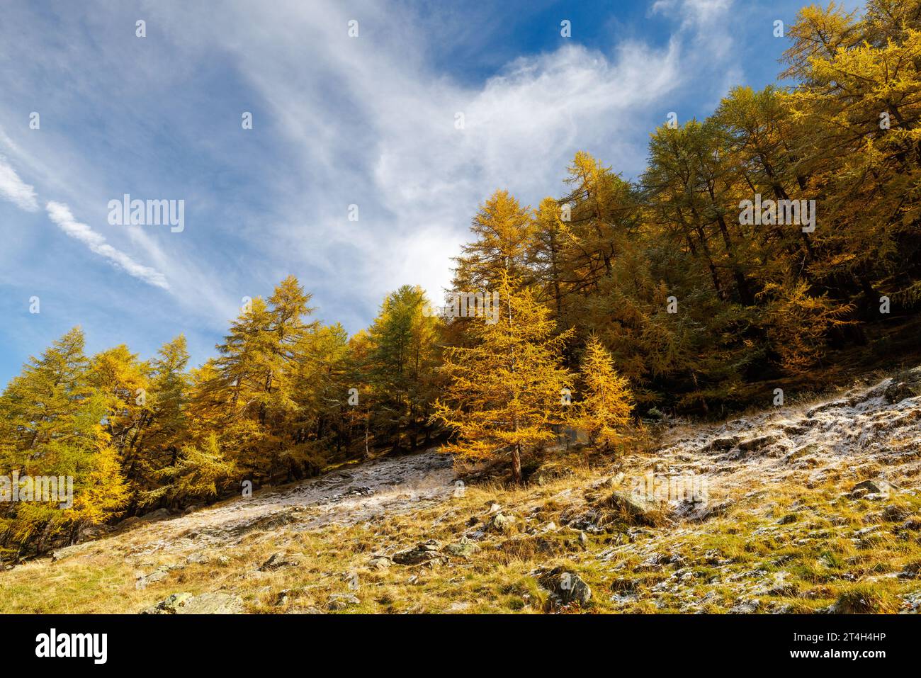 Larice europeo di colore giallo (Larix decidua) in autunno a SaaS Almagell, Vallese Foto Stock