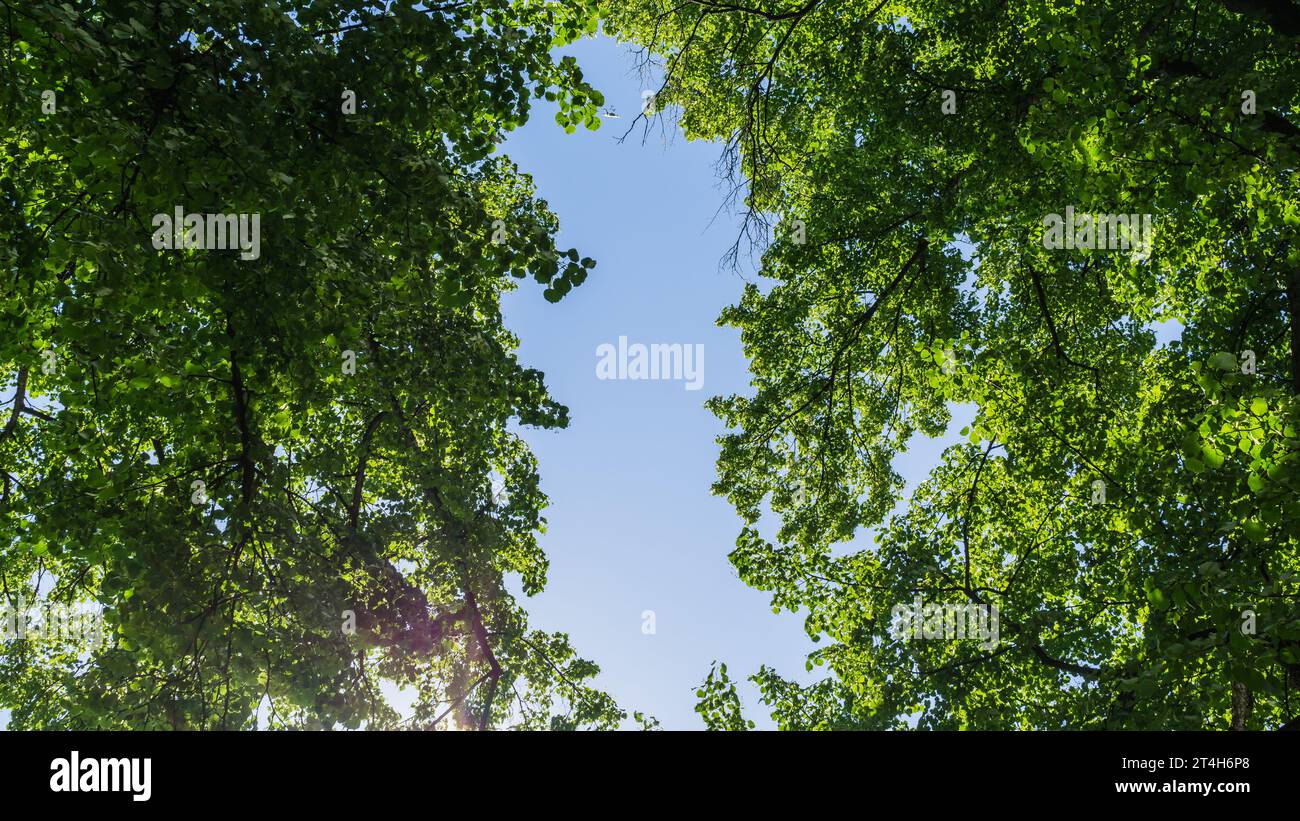 Corone d'albero in estate a Schwerin Foto Stock