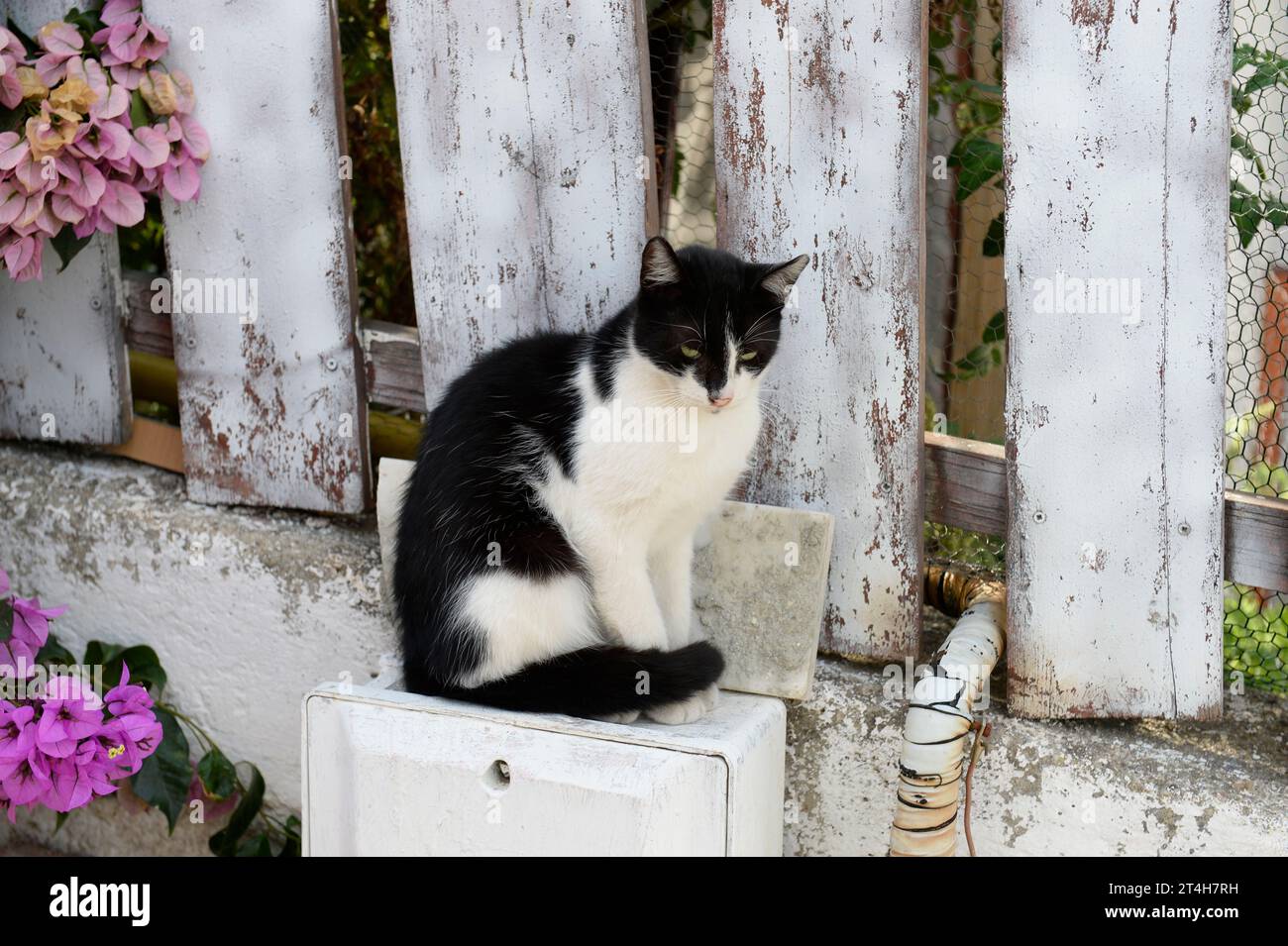 Isole dei principi, Istanbul, Türkiye. Heybeliada è la seconda più grande delle isole dei principi nel Mare di Marmara. Gatto domestico siede al sole Foto Stock
