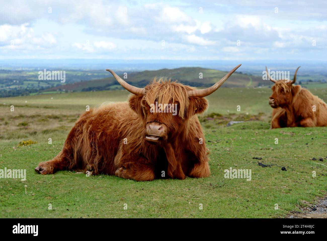 Highland Cattle Resting in Dartmoor National Park, Devon, settembre 2023 Foto Stock