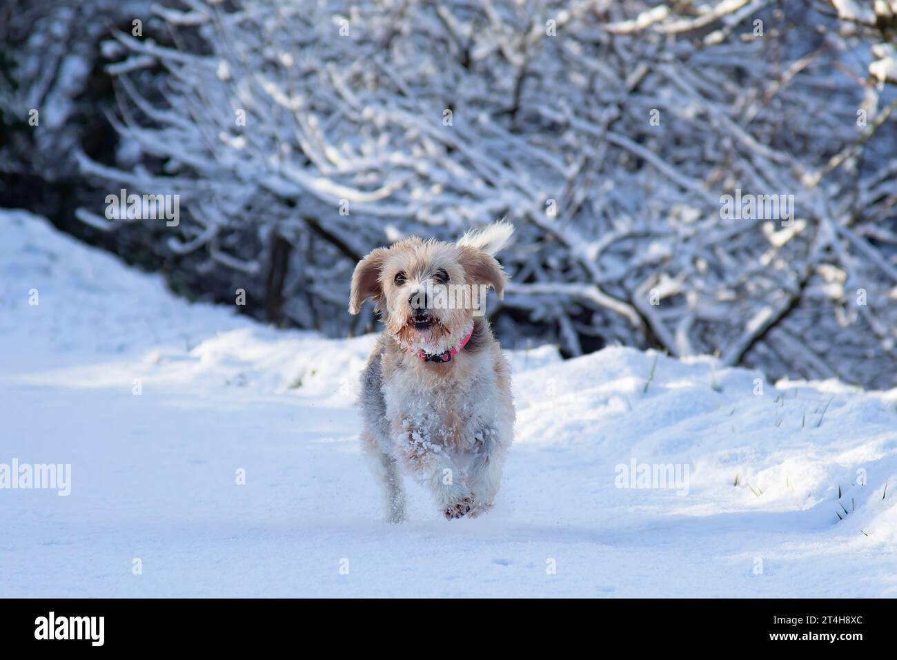 cane beagle anziano che corre felicemente, con il suo sorriso, verso la telecamera. In un paesaggio innevato in inverno, di giorno. Orizzontale con spazio di copia. Foto Stock