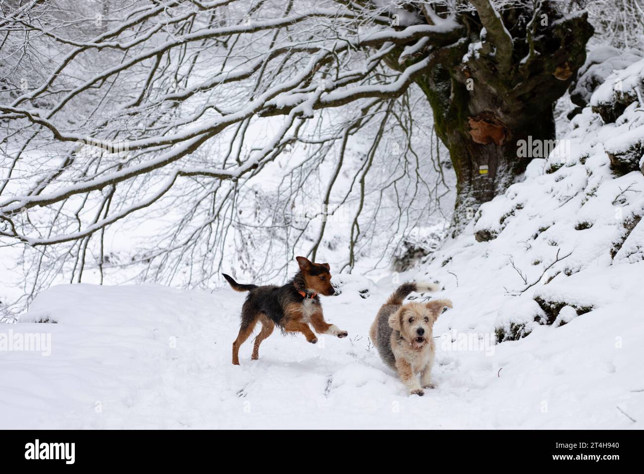 due cani, beagle senior e bodeguero junior, che corrono e giocano molto felici nella foresta sotto un faggio innevato in un idilliaco paesaggio invernale. Ho Foto Stock