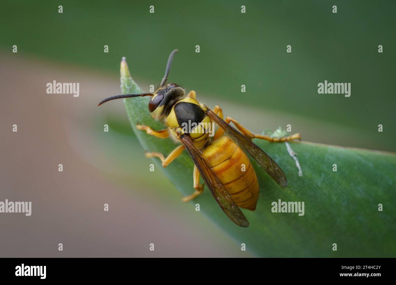 Vespa con scudo nero, Vespa bicolor, originaria del sud-est asiatico, Andalusia, Spagna. Foto Stock
