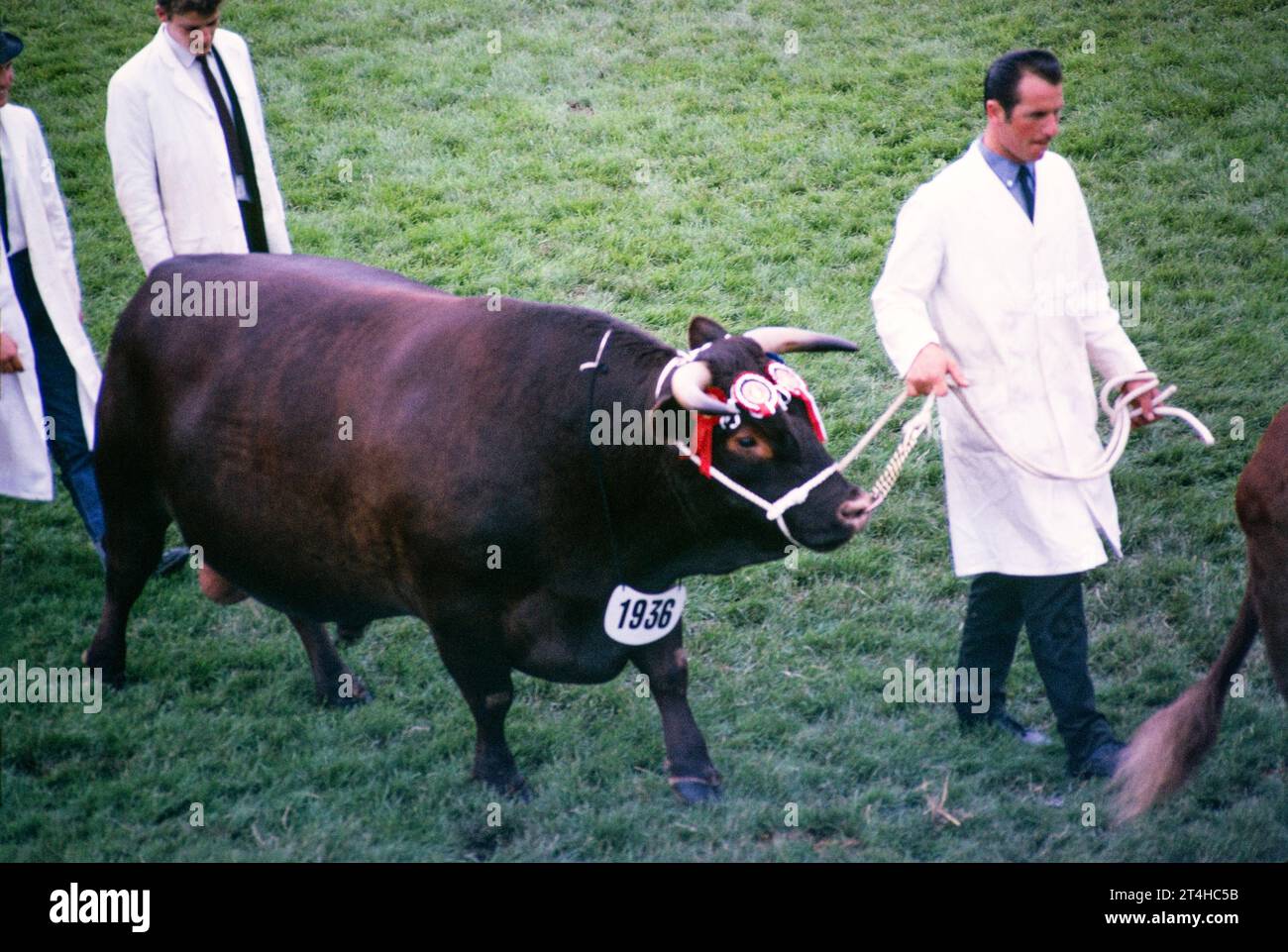 Royal Agricultural Society of England Show, The Royal Show, Stoneleigh, Warwickshire, Inghilterra, toro vincitore del premio UK 1967 Foto Stock